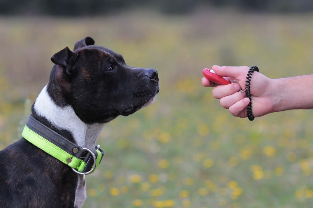 Owner using clicker training with their dog, positive reinforcement dog training. 